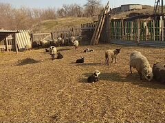 Романовские овцы, бараны