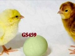 Цыплята доминанты с голубыми яйцами