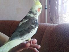 Попугай Ульяна, 4 месяца