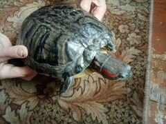 Продам Краснаухую черепаху