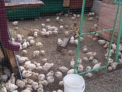 Цыплята серебристые подрощенные 1 месяц