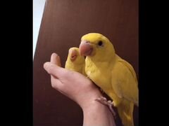 Ожереловый попугай жёлтый