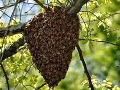 Избавлю от роя пчёл