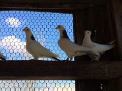 Бакинские бойные голуби, и два ленинаканских