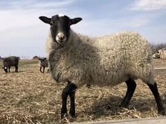 Продается романовская овечка