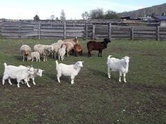Продам овец и коз