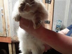 Продаю Кроликов выростают до 16 кг