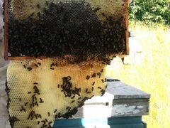 Пчелиные семьи Карпатка