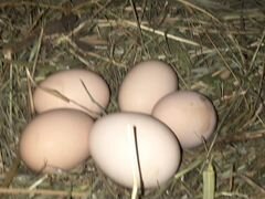 Инкубационное яйцо Джерсийский гигант