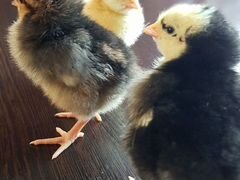Цыплята амераукан и инкубационное яйцо