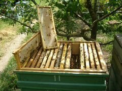 Пчелосемьи на 10 рамках (карпатка)