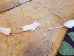 Декоративные мышки
