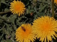 Пчелы для апитерапии-пчелоужаливания