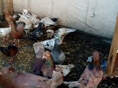 Голуби бакинские бойные, препараты для голубей