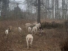 Козы и козлята