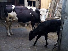 Корова и тесёнок