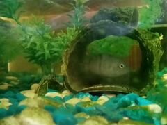 Рыбка аквариумная