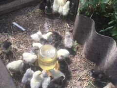 Цыплята суточные от несушки
