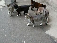 Кошки котята помогите неравнодушные