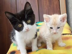 Два симпатичных котёнка - рыжий мальчик и черно-бе