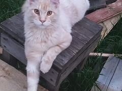 Кот породы Мейкун