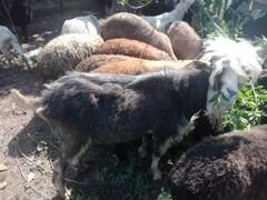 Продам козла и дойных коз