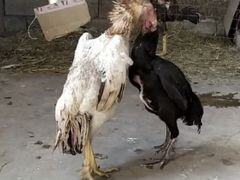Птица и Цыплята О Шамо