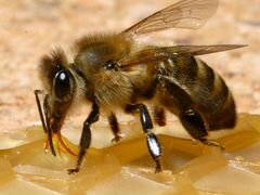 Улья с пчелами