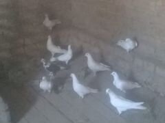 Бакинские голуби, в сапожках