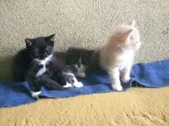 Три котенка в добрые руки от домашней кошки