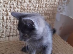 Котёнок серо-голубой