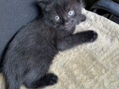 Чёрный котенок