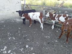 Быки и телки пародостие от молочных коров