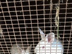 Продаю кроликов, калифорнийской породы и белый вел