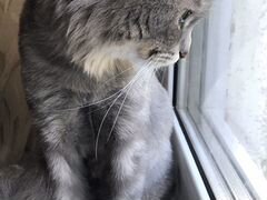 Кошка, сибирский кот