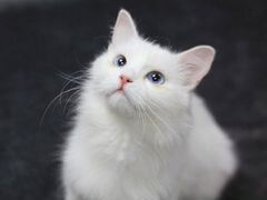 Белая миниатюрная кошечка