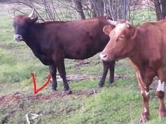 Корова Айрширская