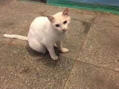 Бездомная кошка ищет дом