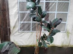 Фикус каучуконосный "Робуста" (лат Ficus elastica)