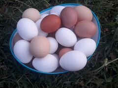 Яйца домашние эко ферма