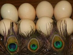 Яйца Павлинов