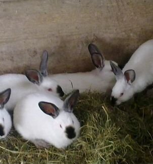Кролики мясного направления