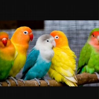 Попугаи разные,синие,зеленые,красные