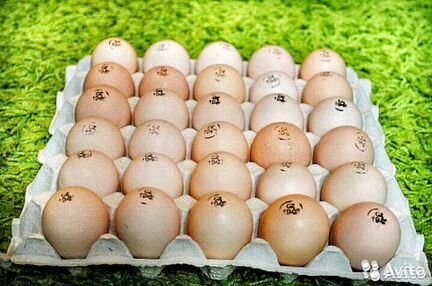 Инкубационное яйцо, 2020 молодняк птицы
