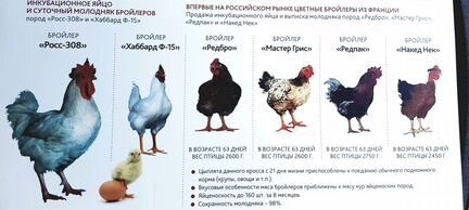 Цыплята,утята, гусята,оптом и в розницу