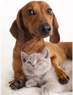 Передержка собак и кошек