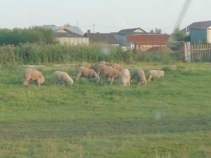 Продам овец Татарстанской породы