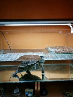 Красноухая черепаха, вместе с аквариумом и оборудо