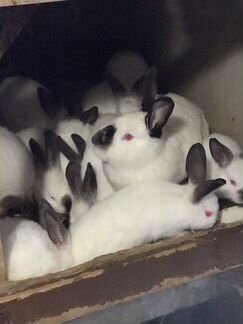 Калифорнийские чистопородные крольчата разных возр