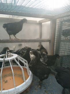 Подрощеные цыплята домашних куриц